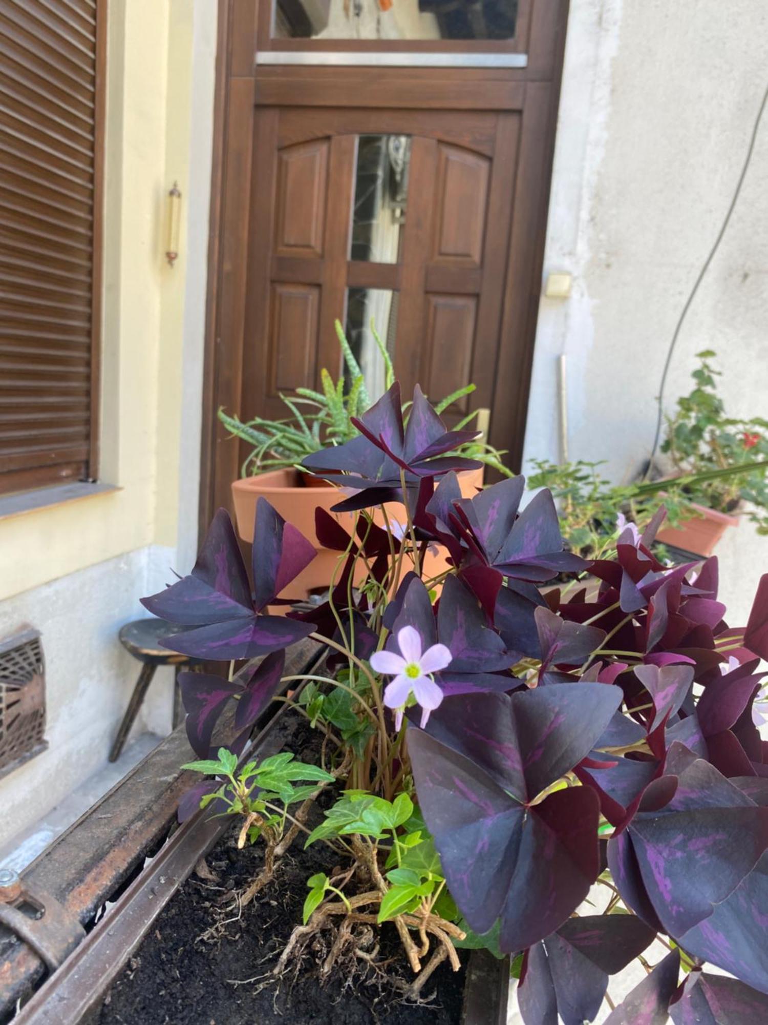 Budapest Oasis One Bedroom For Renting Luaran gambar